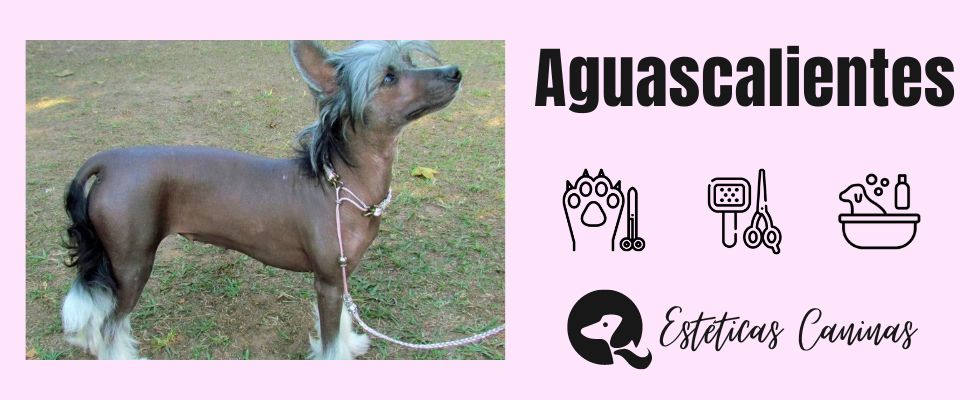 esteticas caninas cerca Aguascalientes