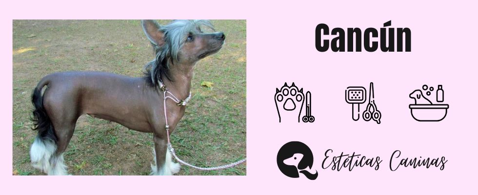 esteticas caninas cerca Cancun
