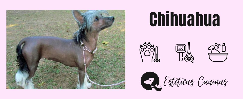 Estéticas Caninas en Chihuahua esteticas caninas cerca Chihuahua