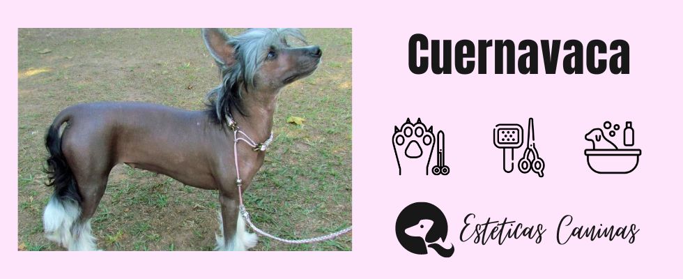 esteticas caninas cerca Cuernavaca