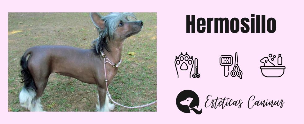 esteticas caninas cerca Hermosillo