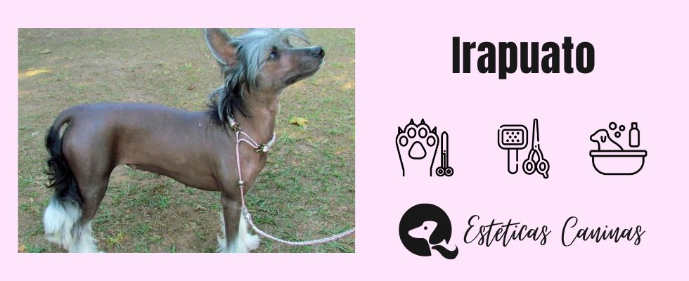 esteticas caninas cerca Irapuato
