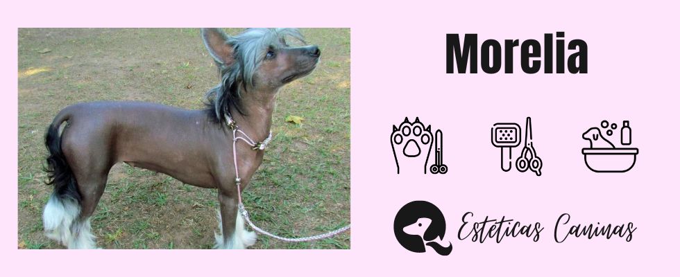 esteticas caninas cerca Morelia