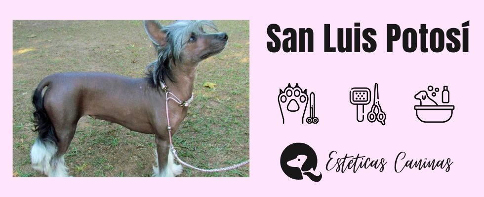 esteticas caninas cerca San Luis Potosí