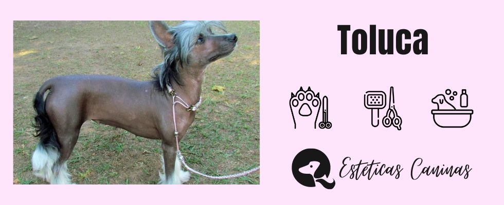 esteticas caninas cerca Toluca