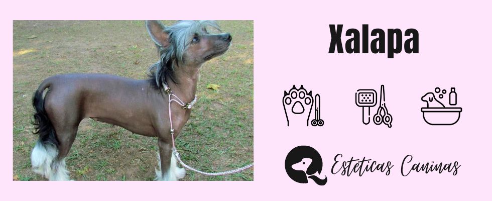 Estéticas Caninas en Xalapa esteticas caninas cerca Xalapa