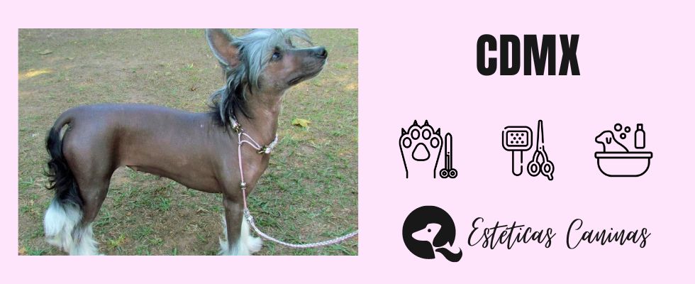 esteticas caninas cerca cdmx