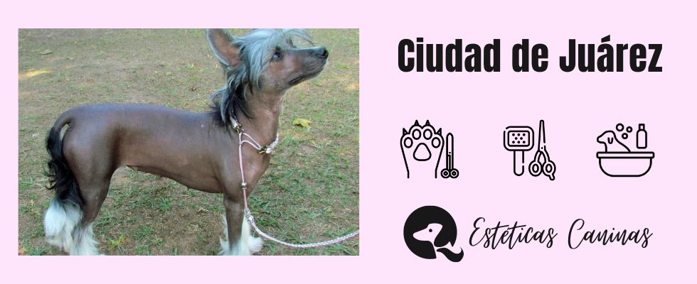 esteticas caninas cerca en Ciudad de Juarez