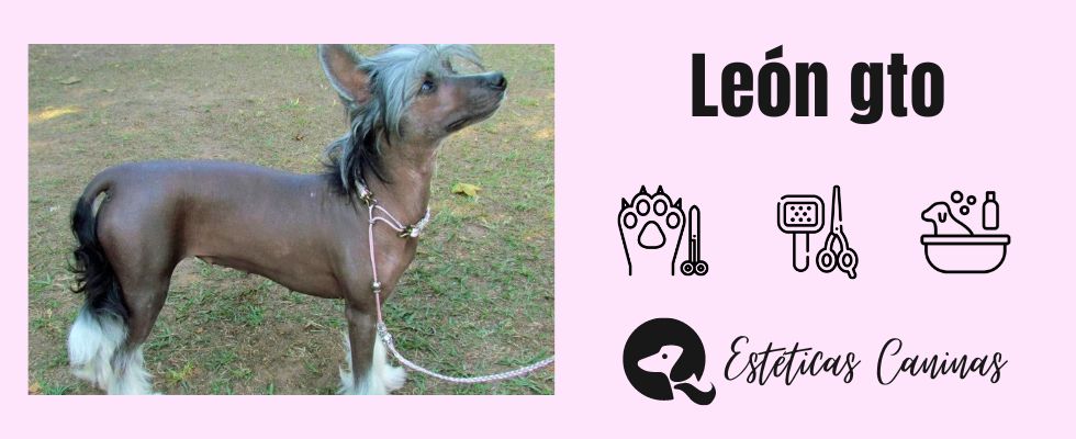 esteticas caninas cerca leon gto