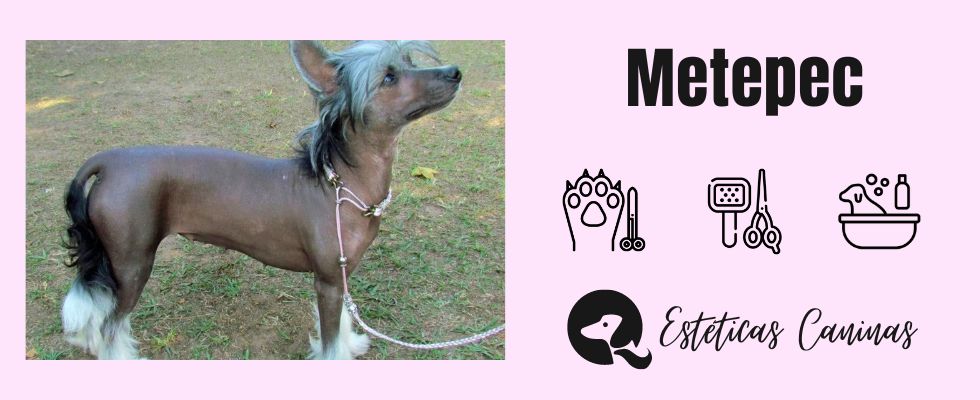 esteticas caninas cerca metepec