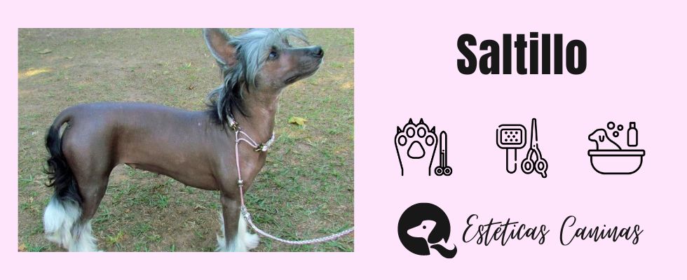 esteticas caninas cerca saltillo