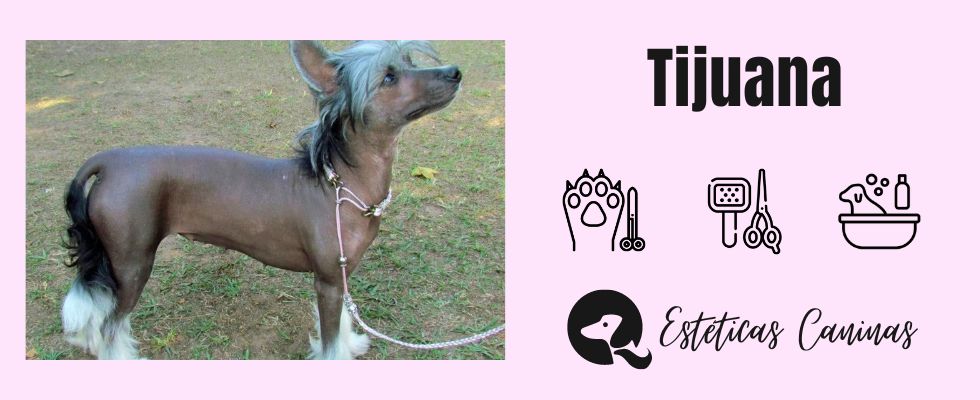 esteticas caninas cerca tijuana